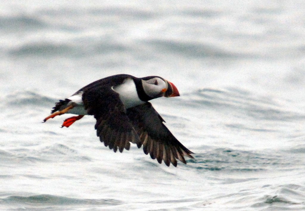 Puffin, Atlantic, 2006-07020899b Cutler and Machias Seal Island, ME.jpg - Atlantic Puffin, Machias Seal Island, 7-2-2006